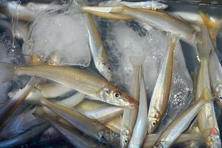 Fishing with Mt. Fuji Views and Japanese Home Cooking Experience — photo 16