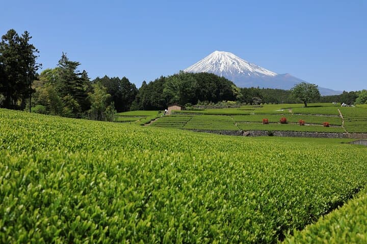 Mt. Fuji Sake and Tea Fields Tour by Private Car — photo 3