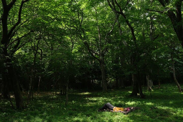 Shinrin Yoku / Forest Bathing at Hakone Lakeshore (Lake Ashi) — photo 8