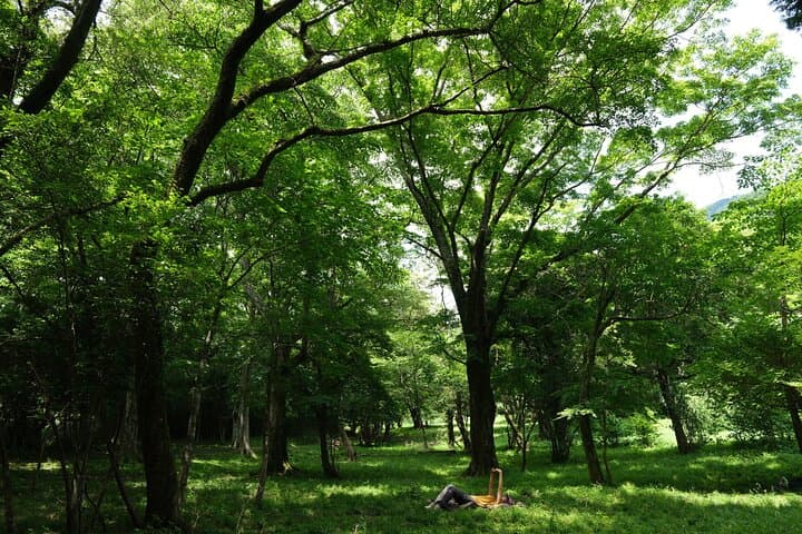 Shinrin Yoku / Forest Bathing at Hakone Lakeshore (Lake Ashi) — photo 5