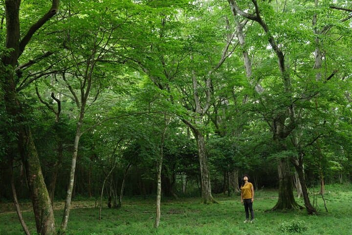 Shinrin Yoku / Forest Bathing at Hakone Lakeshore (Lake Ashi) — photo 7
