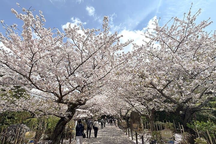 Tailored private Walking Tour in Kamakura with a Local Guide — photo 6