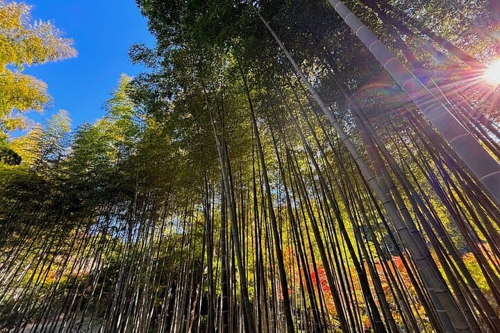 Tailored private Walking Tour in Kamakura with a Local Guide