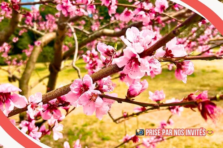 Tokyo Palais Impérial & Shoguns Visite à pied (Guide Français) — photo 15