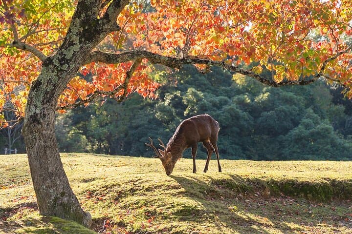 Todai-ji Temple & Nara Sake Tasting Walking Tour — photo 8