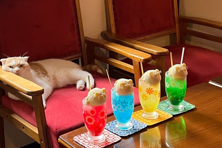 Private Tea Ceremony at Kyoto Cat Sanctuary – Ethical Retreat — photo 5