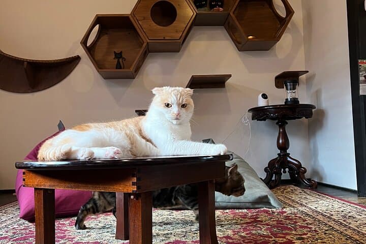 Private Tea Ceremony at Kyoto Cat Sanctuary – Ethical Retreat — photo 11