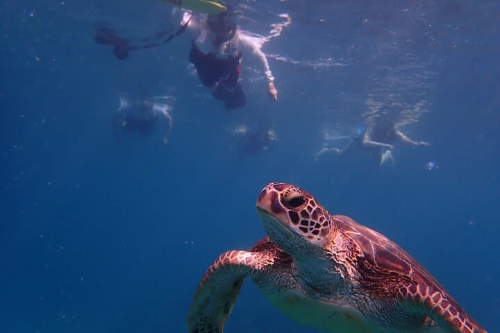 Sea Turtle Snorkel Tour to Swim with Corals and Fish on Ishigaki Island～ — photo 2