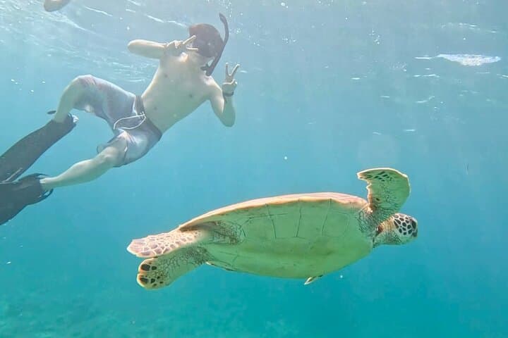 Sea Turtle Snorkel Tour to Swim with Corals and Fish on Ishigaki Island～