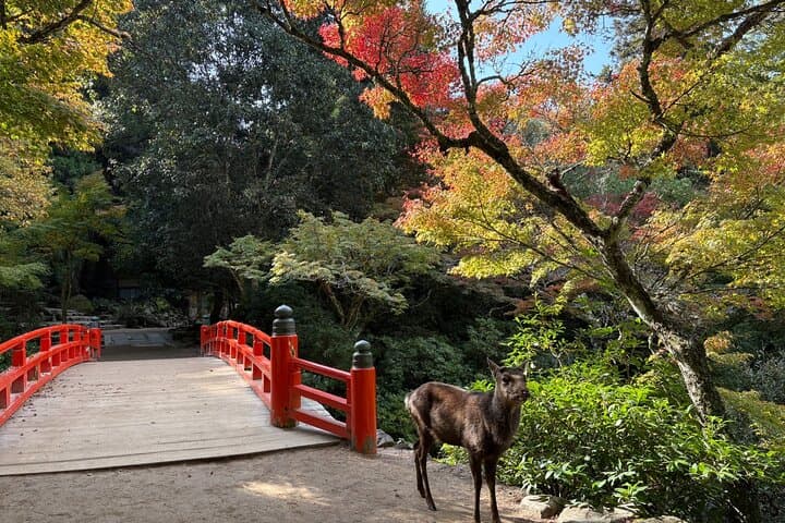 Full Day in Sacred Island Miyajima — photo 13