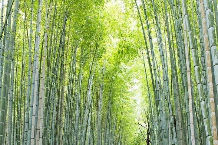 Most Popular Kyoto and Nara Day Trip to Torii Gates and Temples — photo 3