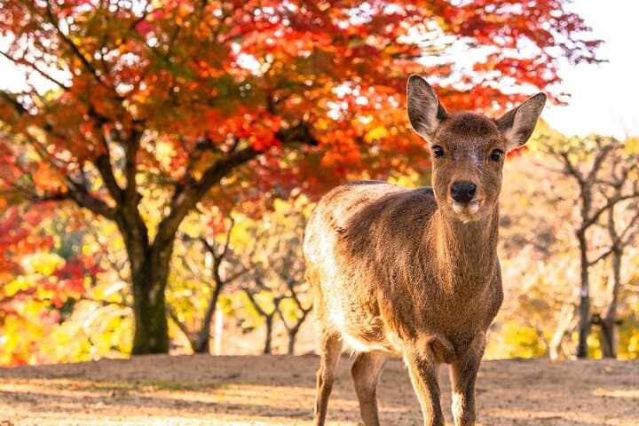 Most Popular Kyoto and Nara Day Trip to Torii Gates and Temples — photo 8