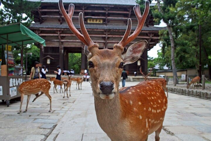 Most Popular Kyoto and Nara Day Trip to Torii Gates and Temples — photo 15