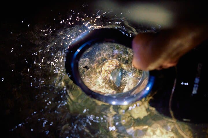Night Reef Walk Tou– Yoron Island's Izari Experience — photo 5