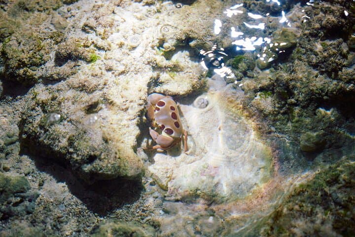 Night Reef Walk Tou– Yoron Island's Izari Experience — photo 6