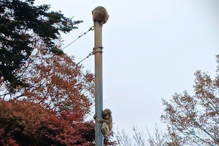 Tokyo: Mt. Takao Tour with Ramen and Tattoo-Okay Hot Spring — photo 7