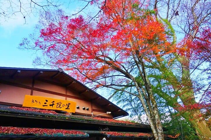 Sanzen-in Temple and Arashiyama Exploration in Kyoto Day Trip — photo 4