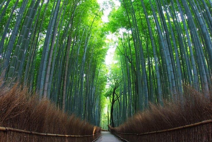 Sanzen-in Temple and Arashiyama Exploration in Kyoto Day Trip — photo 8