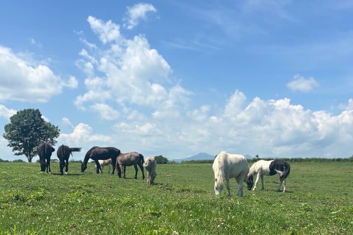 Harmony with Horses Gentle Interaction and Arena Ride — photo 2