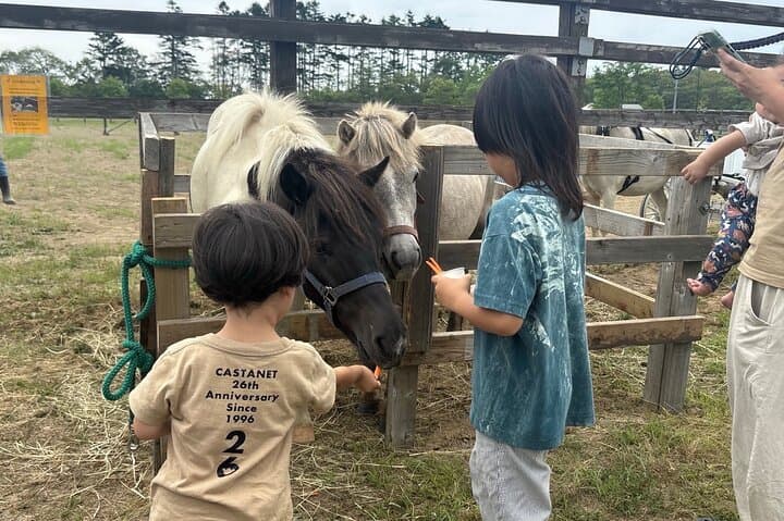 Harmony with Horses Gentle Interaction and Arena Ride — photo 3