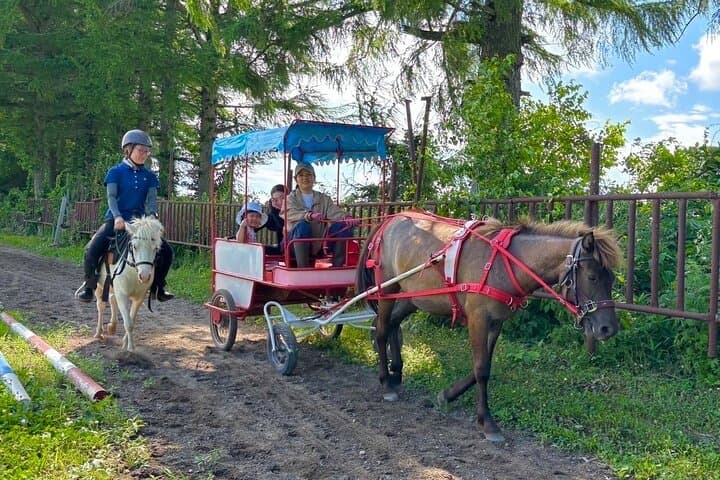 Harmony with Horses Gentle Interaction and Arena Ride — photo 5