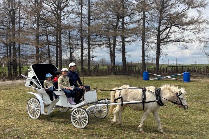 Harmony with Horses Gentle Interaction and Arena Ride — photo 6