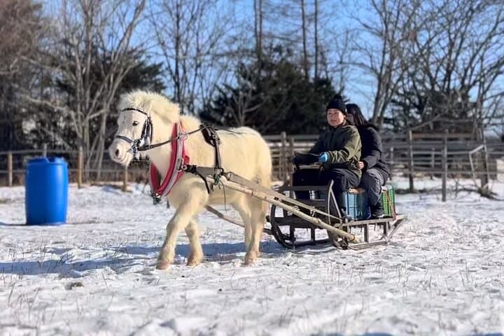 Harmony with Horses Gentle Interaction and Arena Ride — photo 7