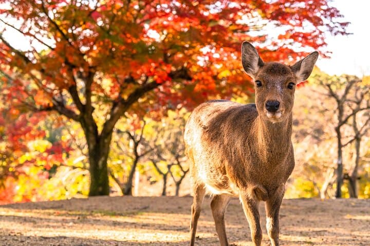 Depart from Osaka & Kyoto: Classic Nara Park&Fushimi Inari Tour — photo 6