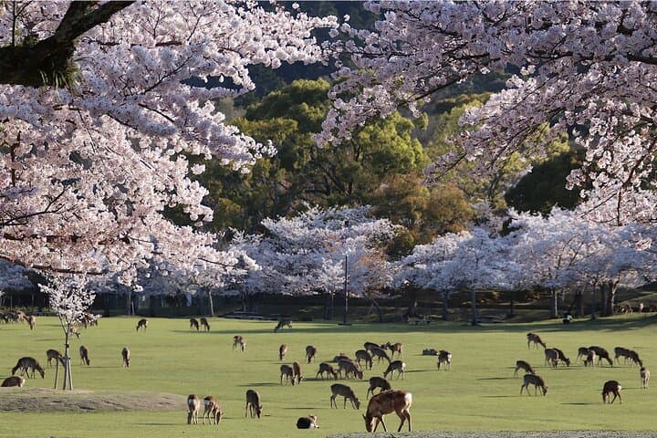 Depart from Osaka & Kyoto: Classic Nara Park&Fushimi Inari Tour — photo 5