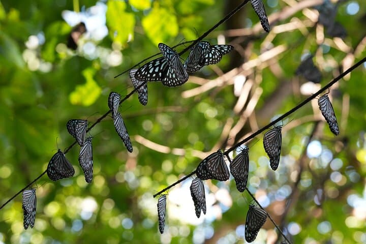 Private Amami Nature and Culture Experience — photo 3