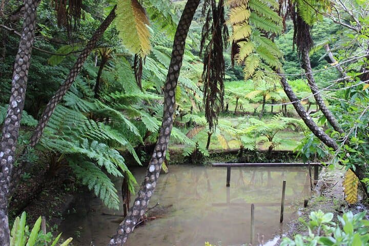 Private Amami Nature and Culture Experience — photo 14