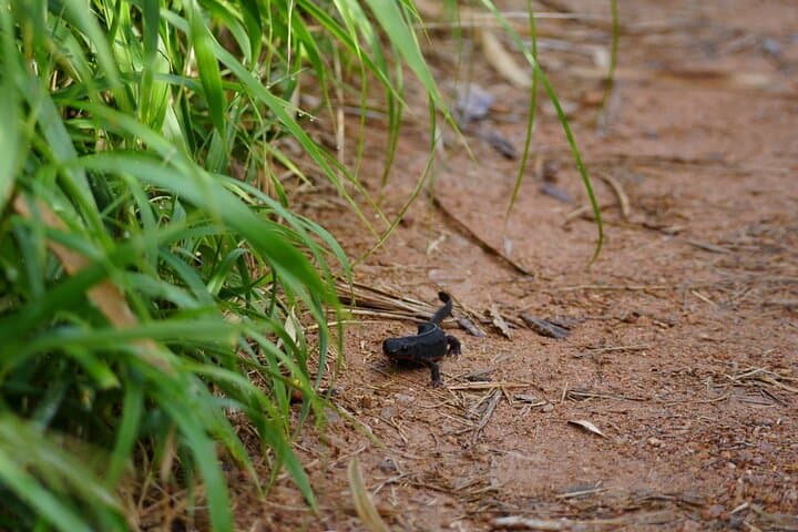 Private Amami Nature and Culture Experience — photo 19