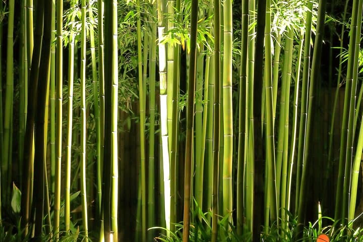 Kyoto Fushimi-Inari and Arashiyama Night Walking Tour — photo 7