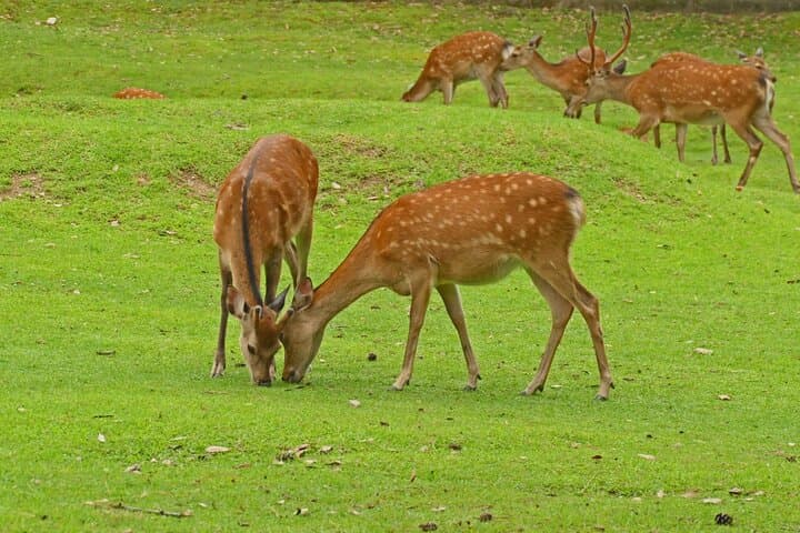 Kansai Day Trip Nara Deer, Torii Gates and Arashiyama — photo 2