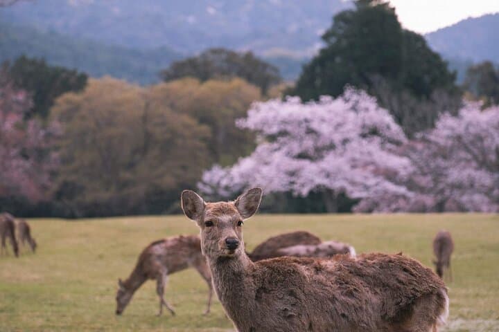 Kansai Day Trip Nara Deer, Torii Gates and Arashiyama — photo 3