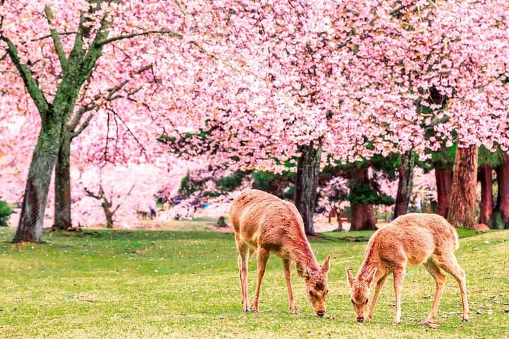 Kansai Day Trip Nara Deer, Torii Gates and Arashiyama — photo 11