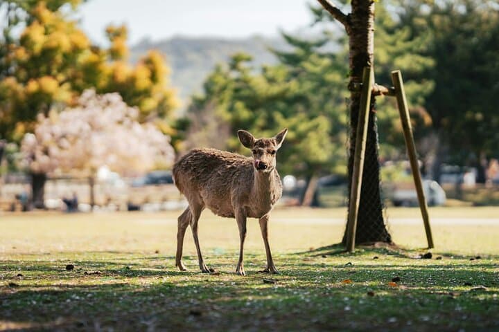 Kansai Day Trip Nara Deer, Torii Gates and Arashiyama — photo 13