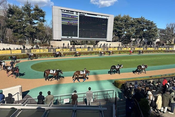 Horse Racing Tour with Local Fans in Nakayama Racecourse — photo 2