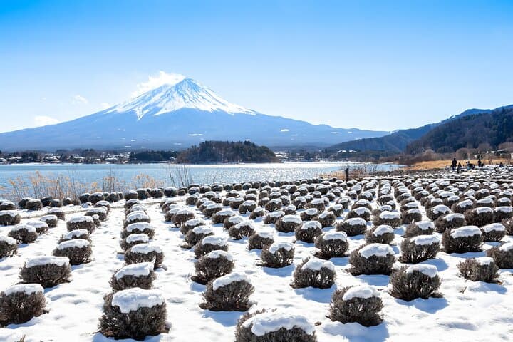 Mt. Fuji 5th Popular Spots & Sagamiko Illumination Tour fr Tokyo — photo 14