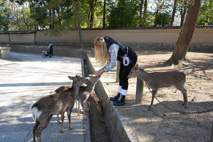 Discover Himeji, Kobe and Nara from Osaka — photo 11