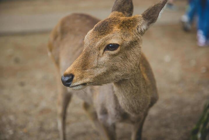 Discover Himeji, Kobe and Nara from Osaka — photo 15