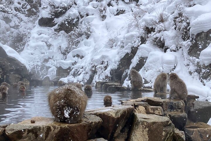 Private Snow Monkey & Frozen Waterfall — Nagano Winter Tour — photo 2