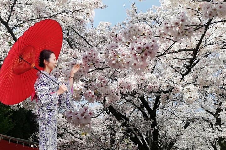 Take indoor Photos wearing Traditional Kimono — photo 6