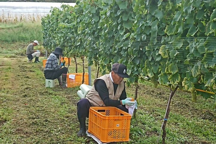 Mountains Craft Wines with Purpose Shiojiri — photo 6