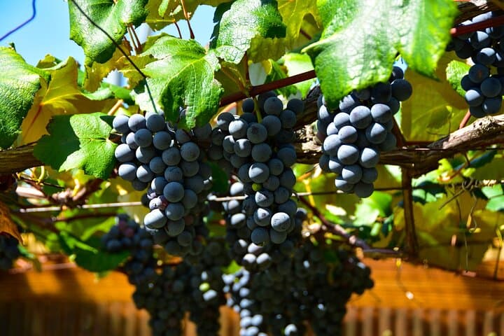 Mountains Craft Wines with Purpose Shiojiri — photo 7