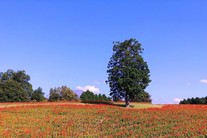 Art and Gardens of Sakaiminato by Private Car — photo 14