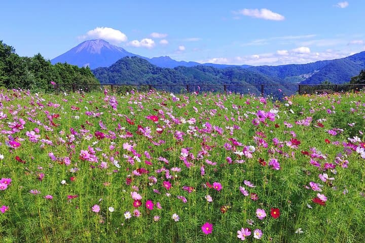Art and Gardens of Sakaiminato by Private Car — photo 15