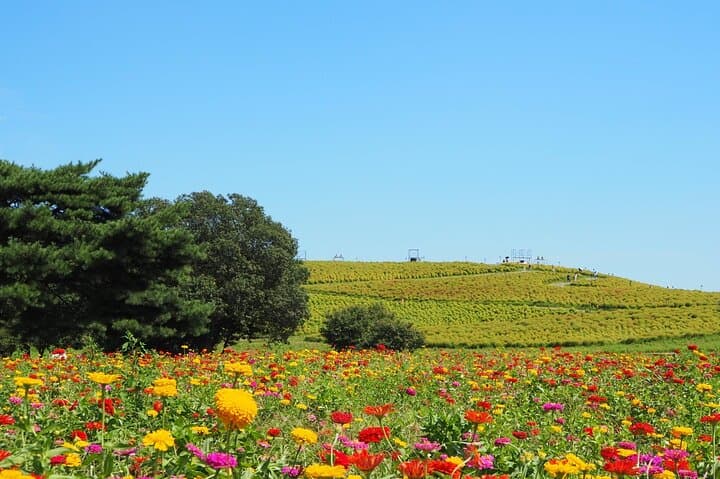 Tokyo to Hitachi Seaside Park Private Day Trip by Car — photo 3