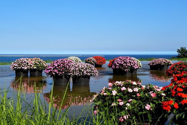 Hitachi Seaside Park and Mito Highlights Tour — photo 4