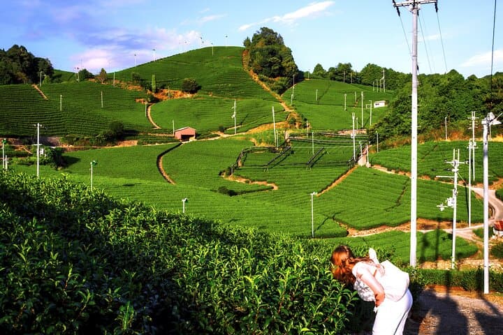 Scenic Green Tea Fields of Hidden Kyoto & Local Tea Exp (Private) — photo 13